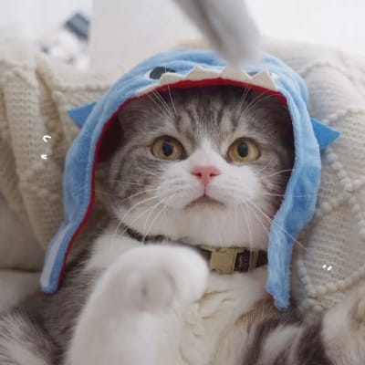 Mohammad Hatta avatar